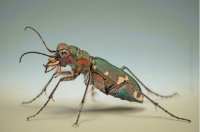 ESCARABAJO TIGRE DE LOS SUELOS