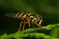 MOSCA (falsa avispa)