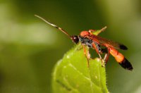 AVISPA ROJA