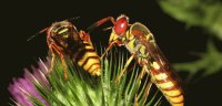 AVISPAS PHILANTUS