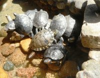 tartarugas