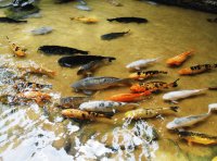 peixinhos