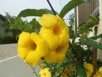 flor
