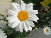 margaridas