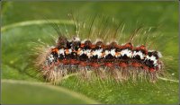 ORUGA DE MARIPOSA COLA DORADA