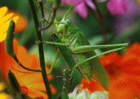 SALTAMONTES ENTRE FLORES