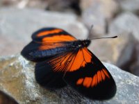 MARIPOSA NARANJA