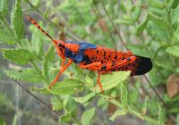 SALTAMONTES TRICOLOR