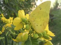 MARIPOSA LIMONERA