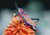 SALTAMONTES COLORIDO