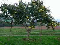 Arbol del membrillo