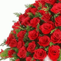 red roses