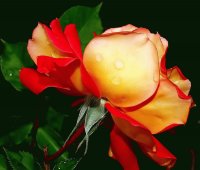peach rose