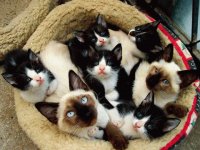 Fofuras