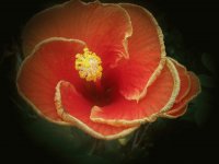 flower 8