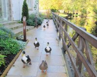 Duck walk, Cotswolds, UK