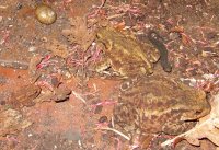 3 Toads, a Newt and a Snail!  Cheshire, UK
