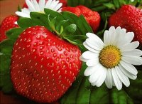 flor-fruto