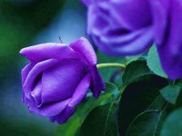 blue roses with greenery