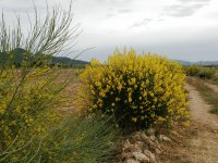 primavera
