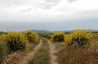 primavera