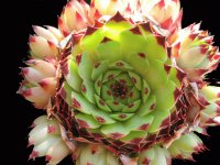 flor