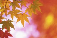 automne
