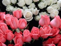 pink and white rosebuds