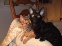 Beauregard and Napoleon