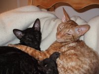 Cats on Bed