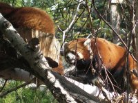 red pandas
