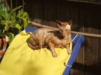 Napoleon on Chaise