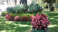 flores