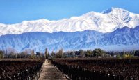 vineyards at the foot of the Andes