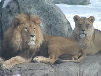 lions