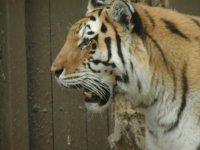 tiger 1