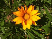 flor