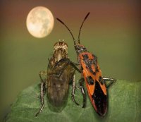 Bugs