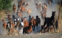cavalos1