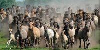 cavalos2