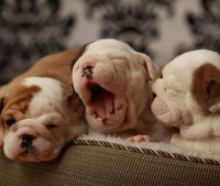 dogs