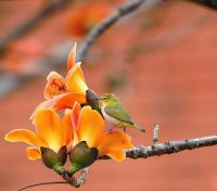 little hummingbird