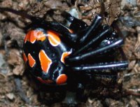 ARAÑA VIUDA NEGRA MEDITERRANEA