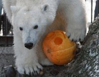 polarbear and pumpkin