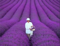 LAVANDA