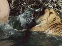 Tiger 4