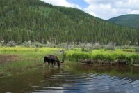 Rocky Mountain