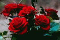 red roses