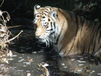tiger 5