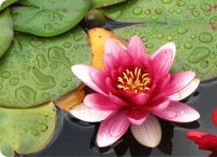 FLOR DE LOTO